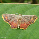 Geometrid Moth