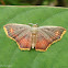 Geometrid Moth