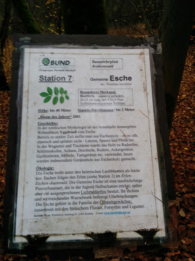 Station 7: Gemeine Esche