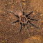 Tarantula (Phlogiellus sp.)