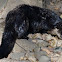 North American River Otter