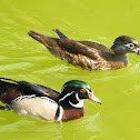 Wood Duck