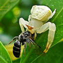 Crab Spider
