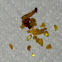 Pine resins