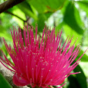 Jambu