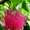 Jambu