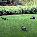 Feral pidgeon or city pidgeon