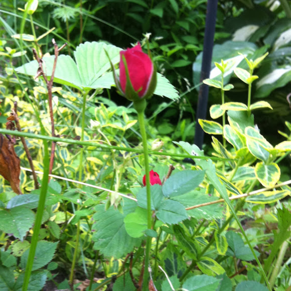 Spotting Image 1