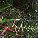 bromelias