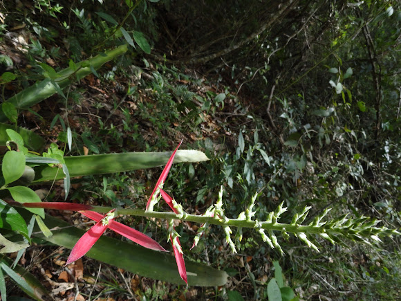 Spotting Image 1