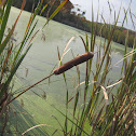 Cattail