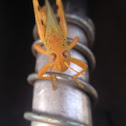 Grasshopper species