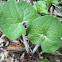 Wild Ginger