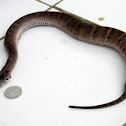New Guinea death adder