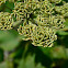 Cow Parsnip fruit