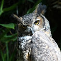 Great Horned Owl