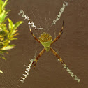 Silver Argiope