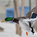 Mallard