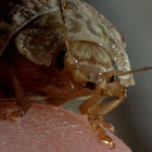 Paropsine Leaf beetle