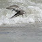 Sanderling