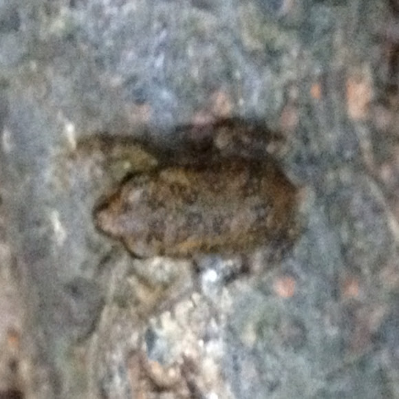 Spotting Image 1