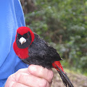 Crimson-collared Tanager