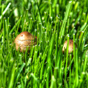 Garden Mushroom