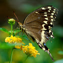 Palamedes swallowtail