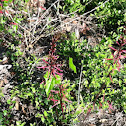 Coral Bean