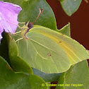 Cleopatra Butterfly