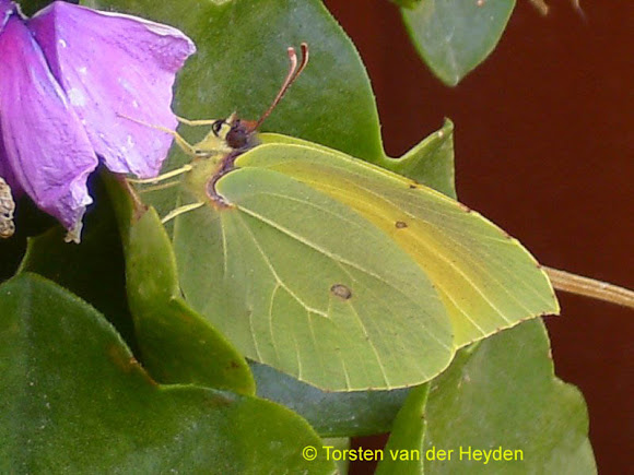 Spotting Image 1