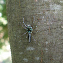 Jumping Spider