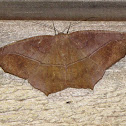 Large Maple Spanworm