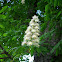 Chestnut flower