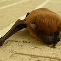 Big Brown Bat