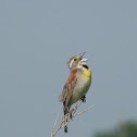 Dickcissel