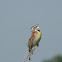 Dickcissel
