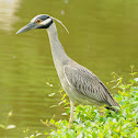 yellow crowned night heron