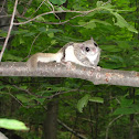 Southern Flying Squirrel