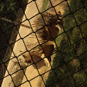 White Tiger.