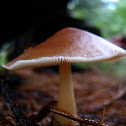 mystery mushroom