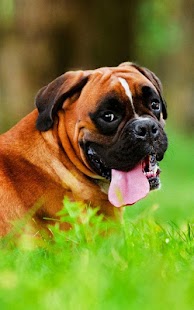 How to mod Boxer HD Wallpapers 1.0 apk for android
