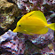 Yellow Tang