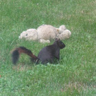 Black Squirrel
