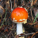 Fly agaric