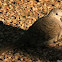 Inca Dove
