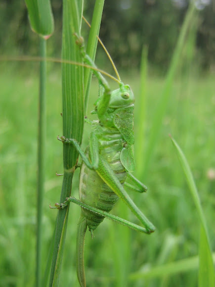 Spotting Image 1