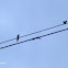 Golondrina Común
