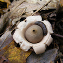 Earth Star