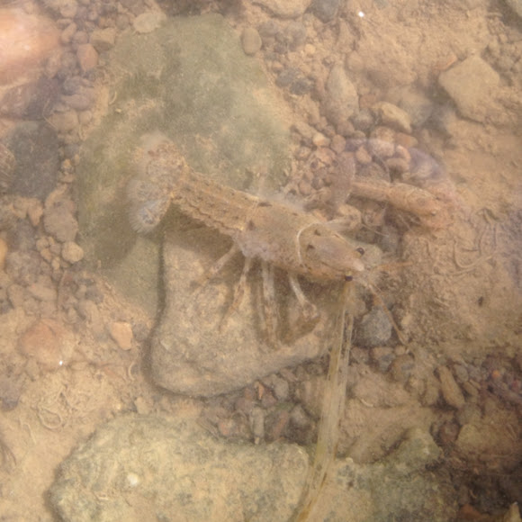 Spotting Image 1